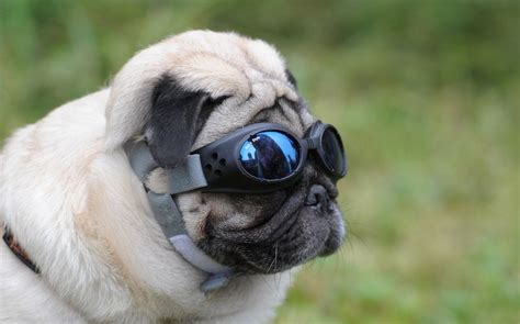 pug in sunglasses